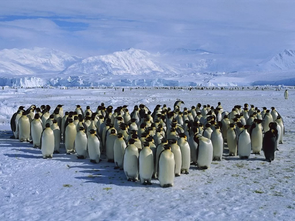 Толпа пингвинов.jpg